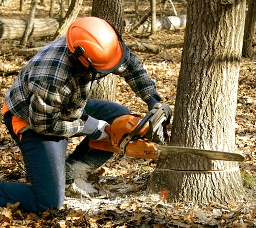 Tree Removal in Gray, ME